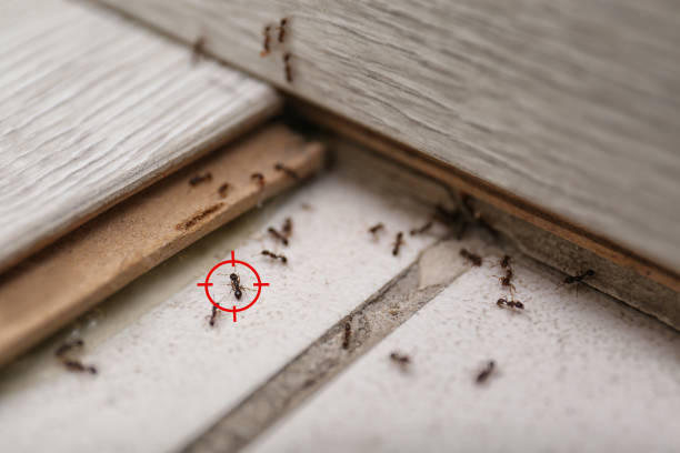 Professional Pest Control in Black River, NY
