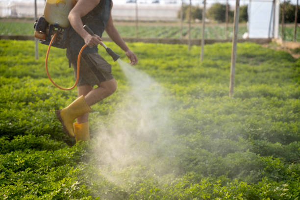 Best Local Pest Control Services  in Black River, NY